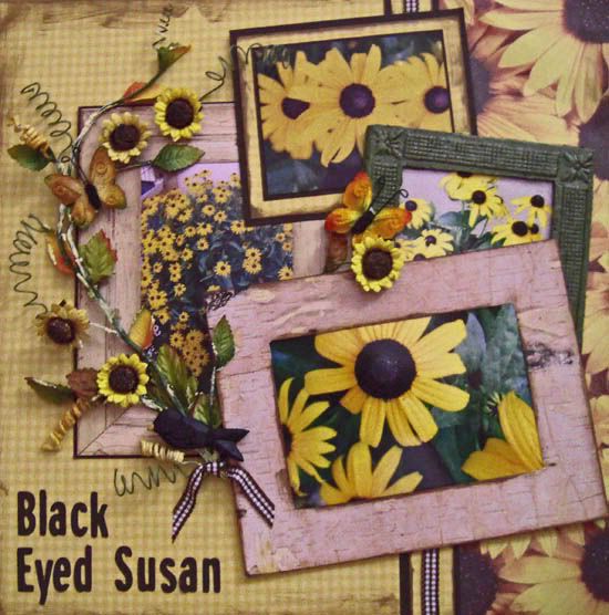 Black Eyed Susan Pictures, Images and Photos