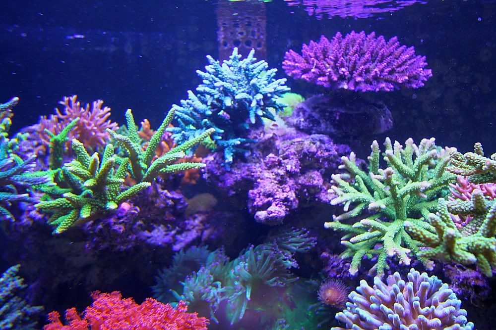 IMG_5474_RESIZE.jpg