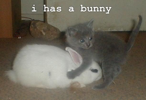 i-has-a-bunny.jpg