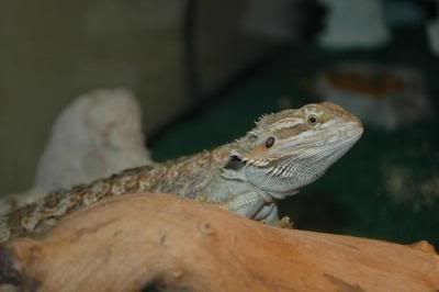 DSC_0098.jpg