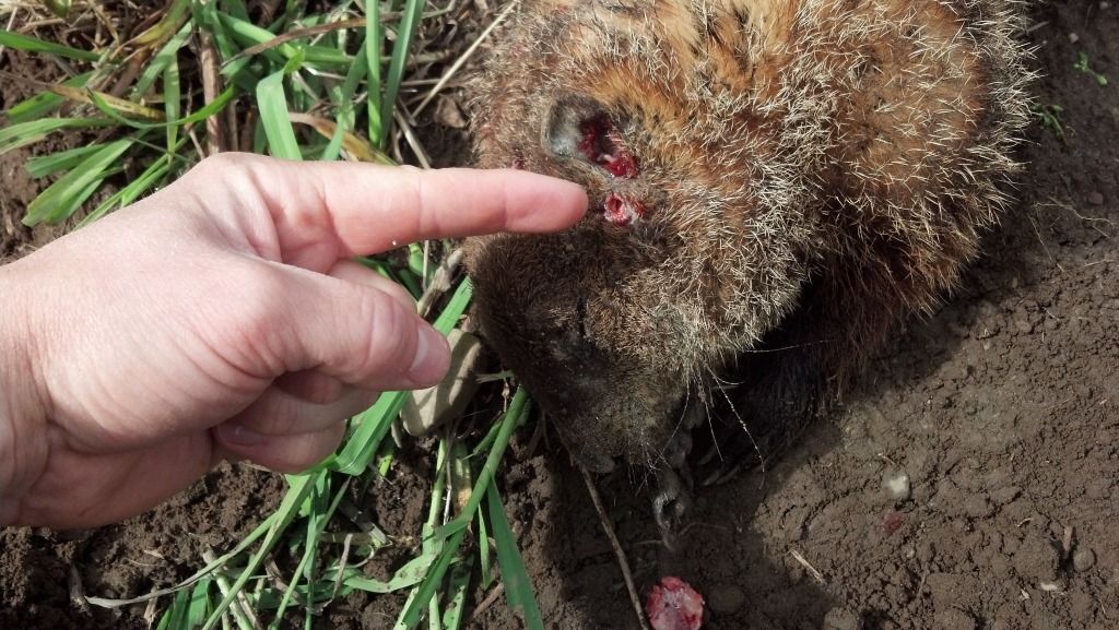 Woodchuck Hunting Page 9