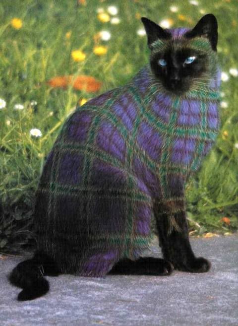 Kilted Cat Pictures, Images and Photos
