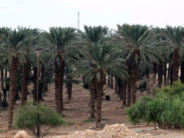 a group of palm trees