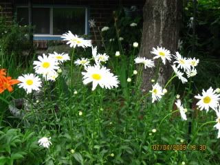 Daisies dancing in the sun