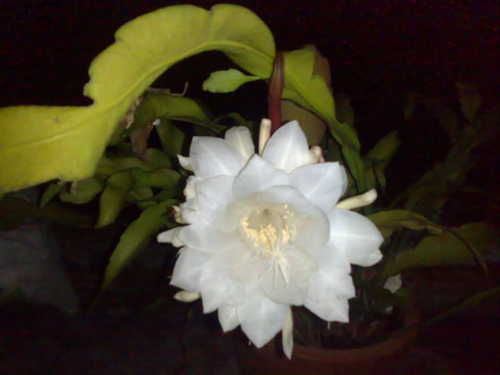 topic về những hình ảnh chụp bằng điện thoại di động - 3