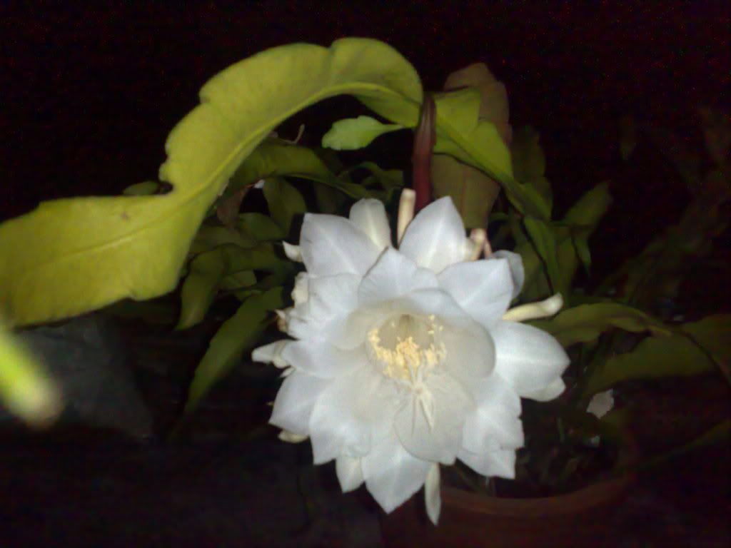 topic về những hình ảnh chụp bằng điện thoại di động - 4