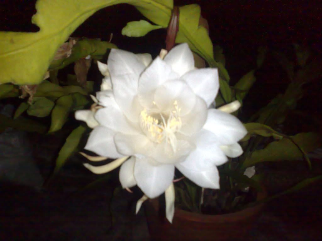 topic về những hình ảnh chụp bằng điện thoại di động - 5