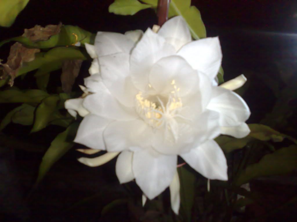 topic về những hình ảnh chụp bằng điện thoại di động - 6