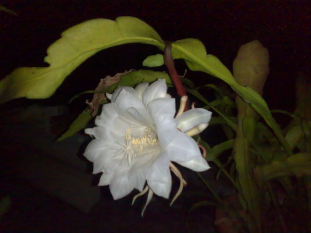 topic về những hình ảnh chụp bằng điện thoại di động - 7