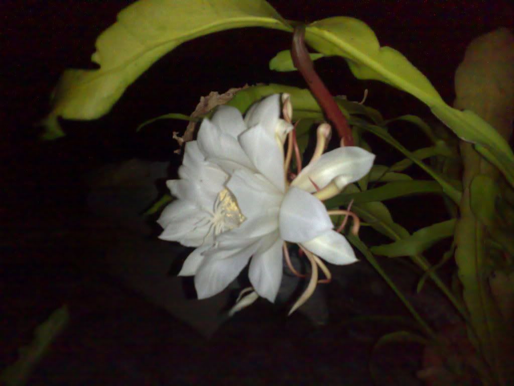 topic về những hình ảnh chụp bằng điện thoại di động - 8