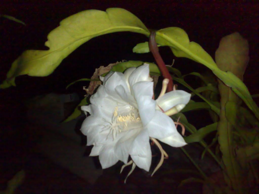 topic về những hình ảnh chụp bằng điện thoại di động - 9