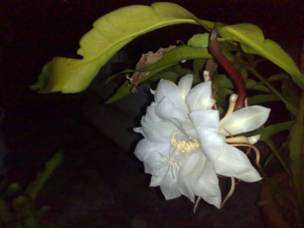 topic về những hình ảnh chụp bằng điện thoại di động - 10