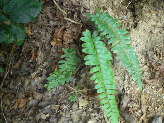 What type of fern?