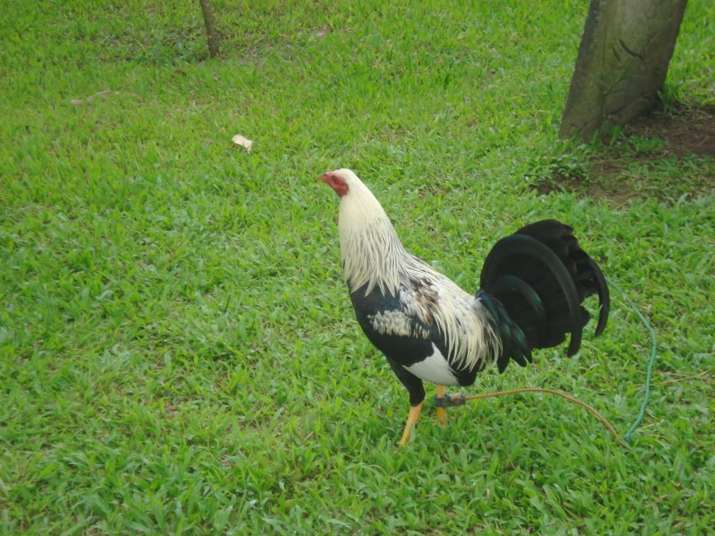 mga cockers at backyard breeder ng cavite dito po tayo mga cockers at backyard breeder ng cavite dito po tayo