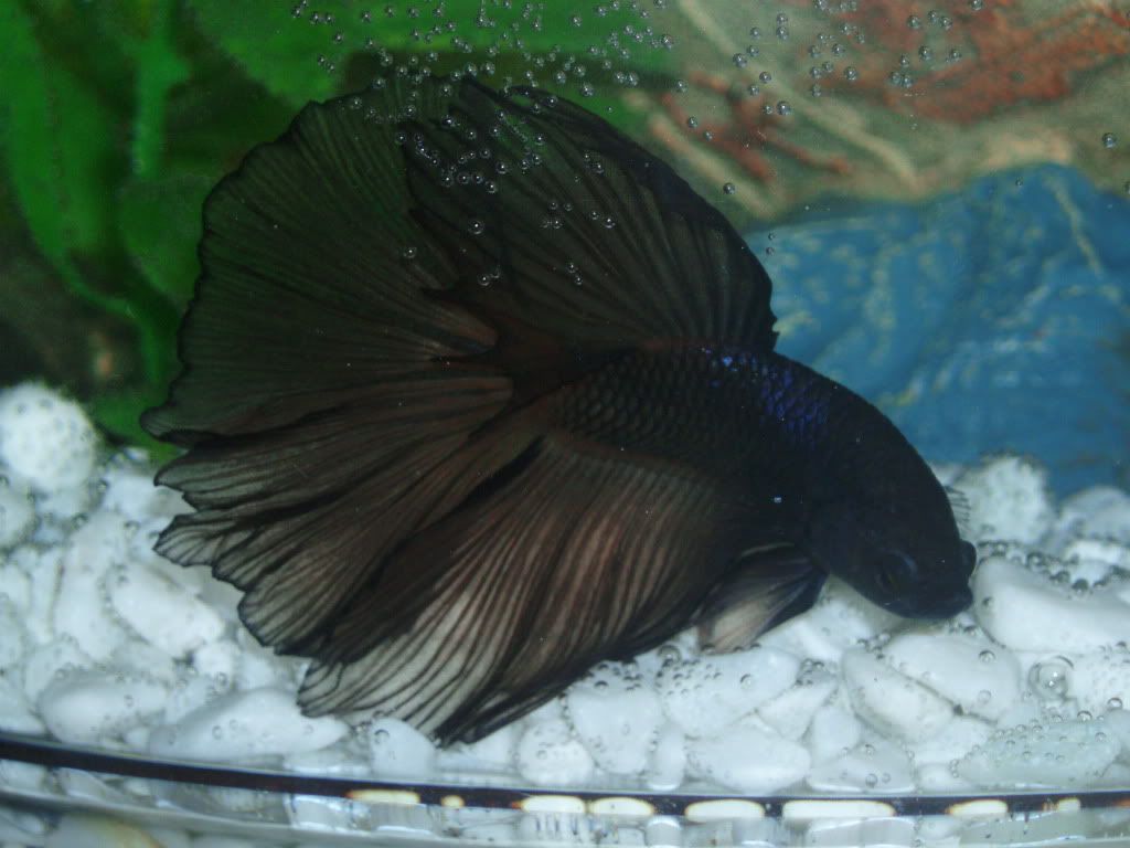 Betta Spawn