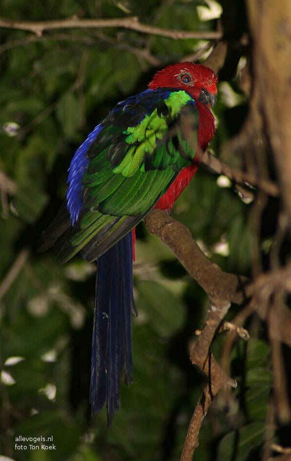Groenvleugel Koningsparkiet Alisterus Alisterus chloropterus