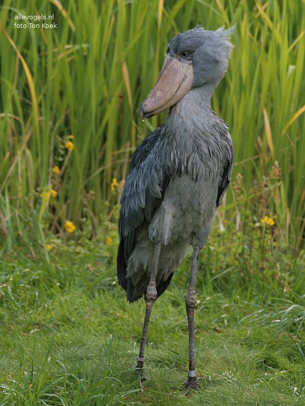 Schoenbek ooievaar Balaeniceps rex
