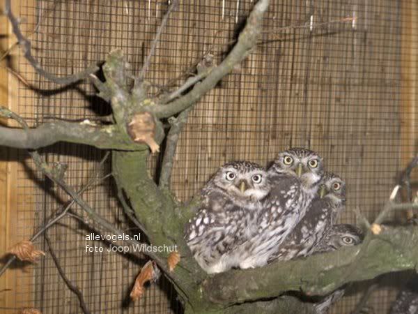 Syrische Steenuil Athene noctua lilith
