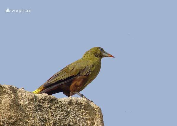 Groene Oropendola Psarocolius viridis