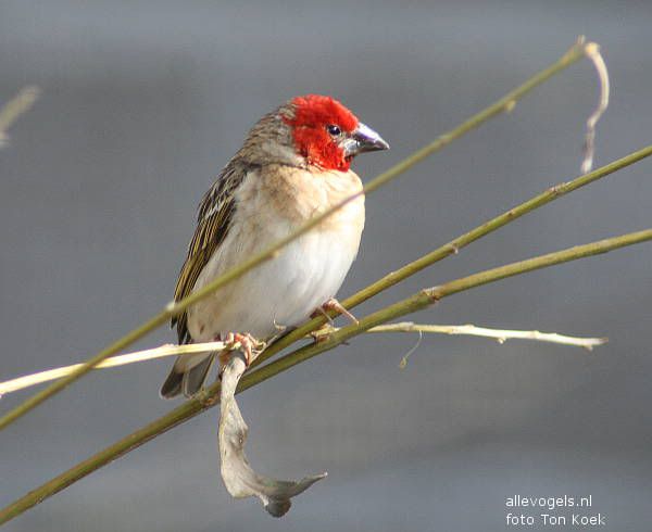 Roodkopwever Quelea erythrops