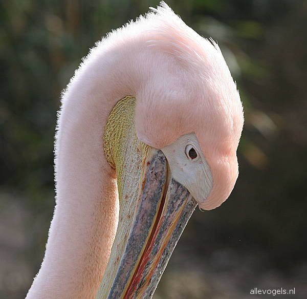 Roze pelikaan Pelecanus onocrotalus