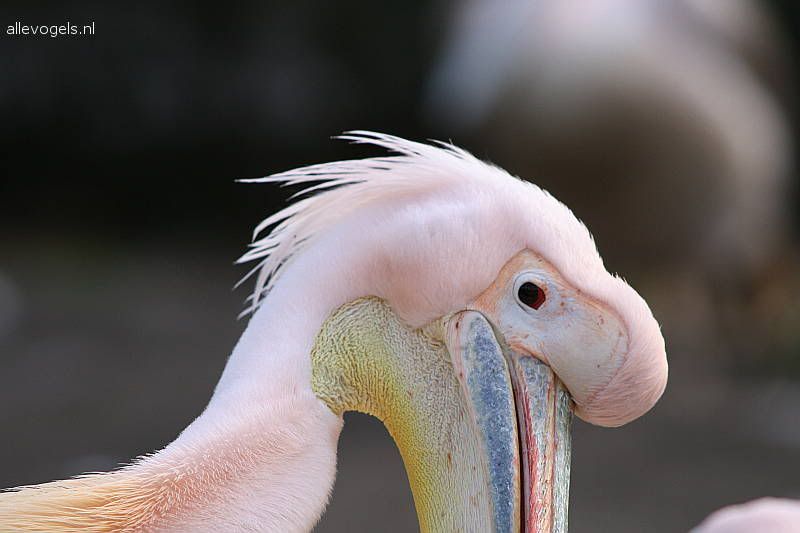 Roze pelikaan Pelecanus onocrotalus