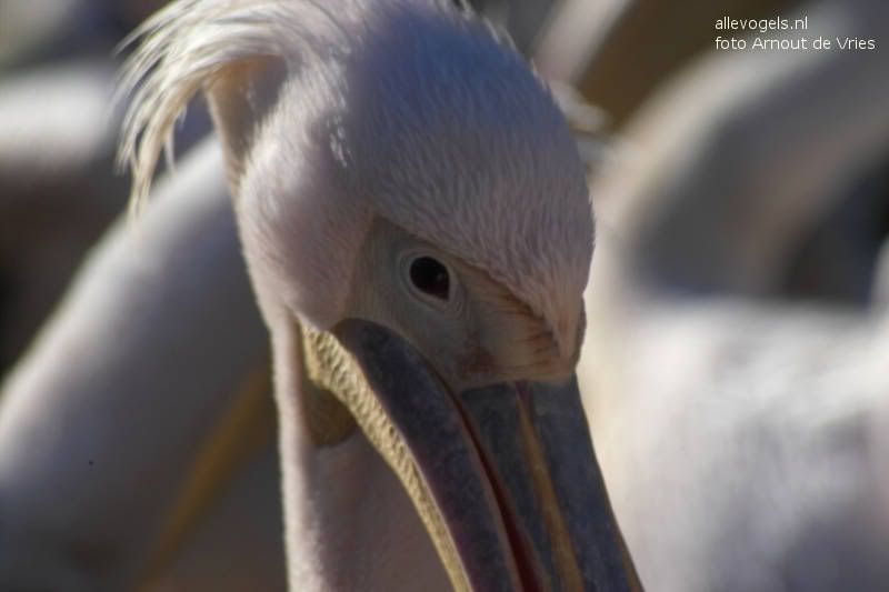 Roze pelikaan Pelecanus onocrotalus