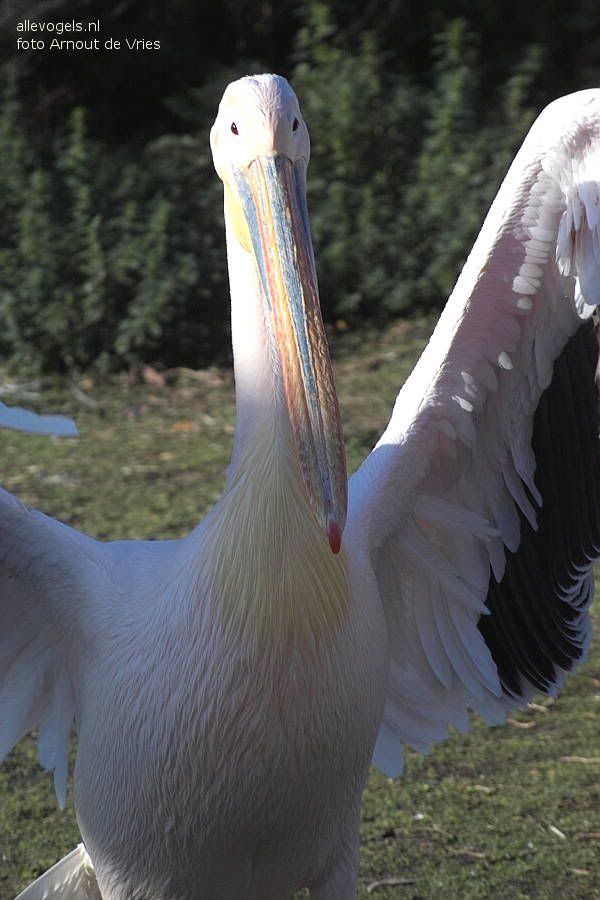 Roze pelikaan Pelecanus onocrotalus