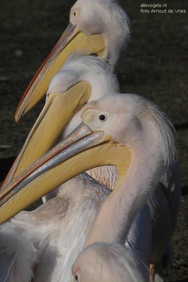 Roze pelikaan Pelecanus onocrotalus