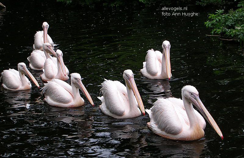 Roze pelikaan Pelecanus onocrotalus