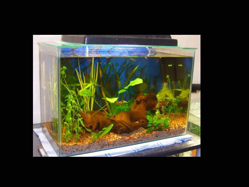 My Breeding Tank (Remodelled) Tropical Aquariums SA