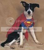 supermanpetcostume.jpg