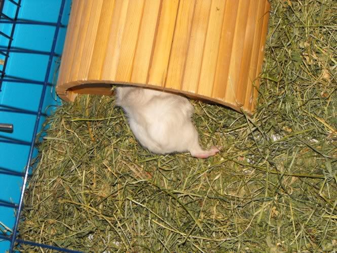 DSCF6161.jpg