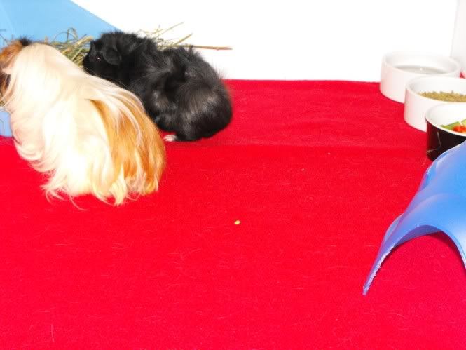 DSCF6238.jpg
