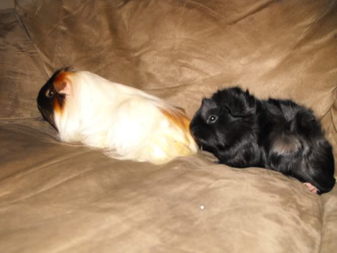 DSCF6336.jpg